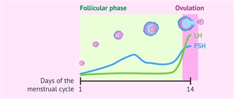 What is the follicular phase of the menstrual cycle. How long